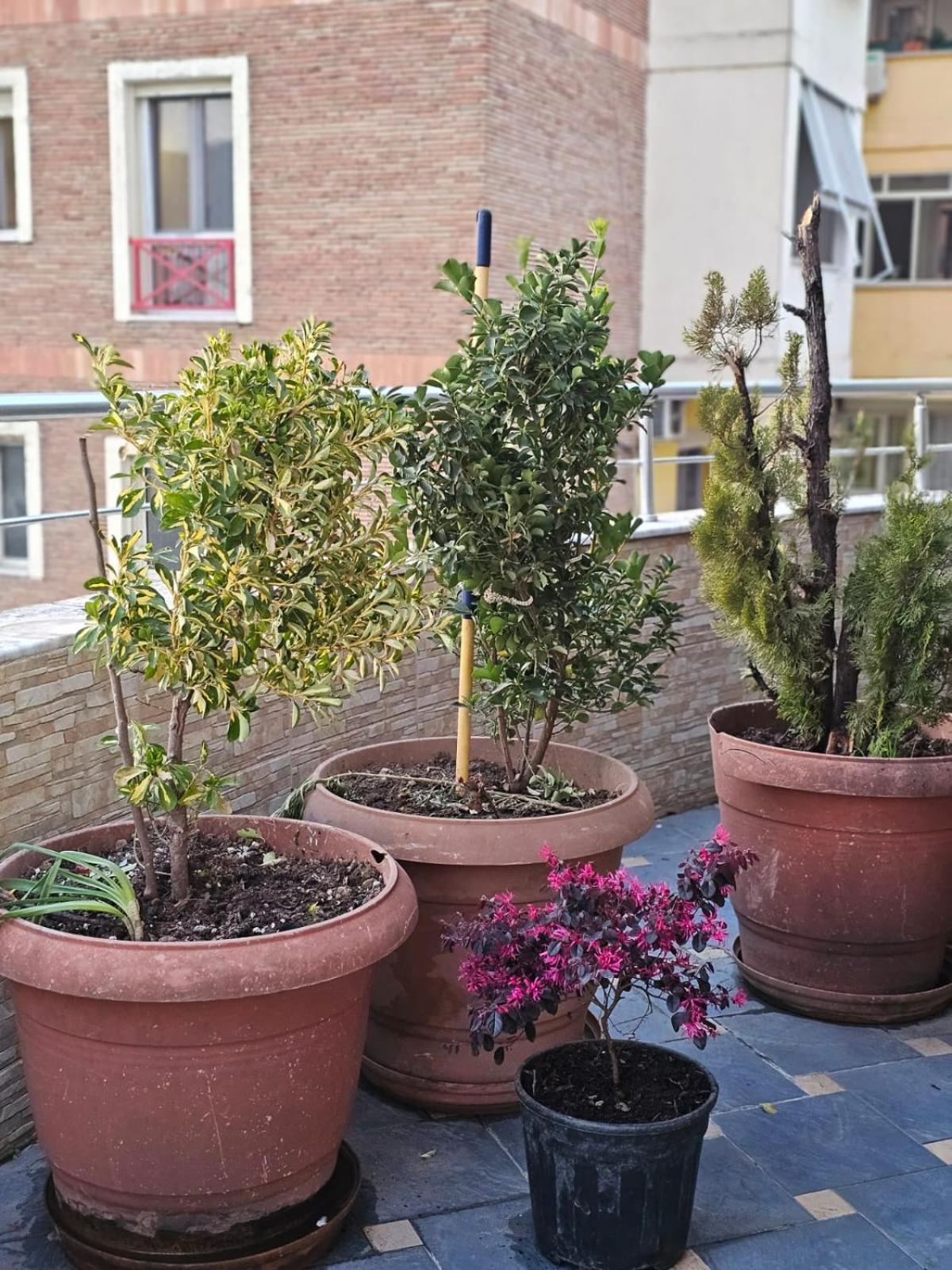 Main Apartment Tirana